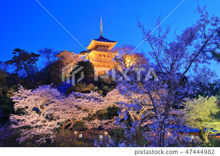 [Kanagawa Prefecture] Sankeien Night Cherry Blossoms 47444982