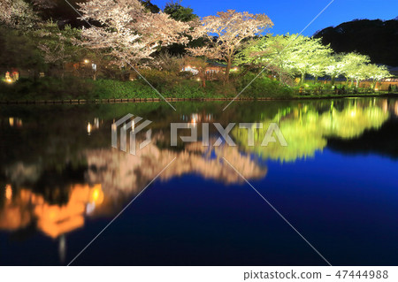 [Kanagawa Prefecture] Sankeien Night Cherry Blossoms 47444988