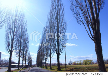 A row of rows of poplar of the University of Aizu A row of rows of poplar of the University of Aizu 47445419