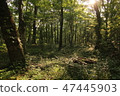 森林 47445903