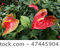 熱帶植物 47445904