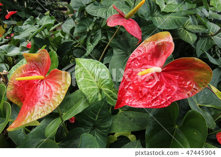 熱帶植物 熱帶植物 47445904