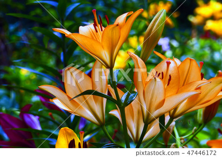 Lily of flowers 47446172