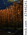 Larch that shines in autumn 47446241