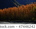 Larch that shines in autumn 47446242