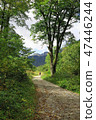 Wet the mountain path to Wasabi Heisei 47446244