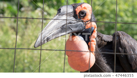 Large images of the Kafrsky horned raven Large images of the Kafrsky horned raven 47446355