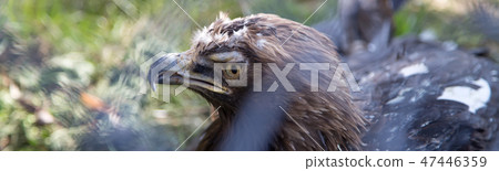 Wild bird Black griffon (black vulture) Wild bird Black griffon (black vulture) 47446359