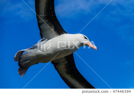 Black-Browed Albatross in Flight 47446394