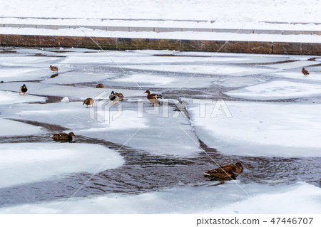flock of ducks in a freezing channel 47446707