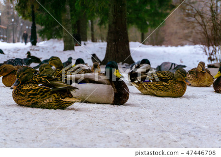 flock of ducks in the snow in the park 47446708