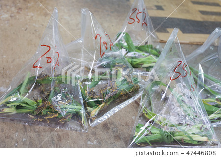 Grasshoppers in Bags 47446808