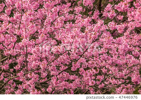 Day of seasonal flowers in full bloom.8 Day of seasonal flowers in full bloom.8 47446976