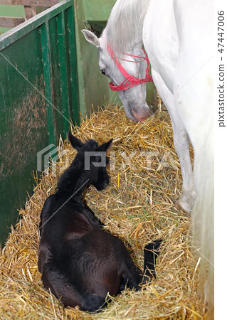 Foal horse 47447006