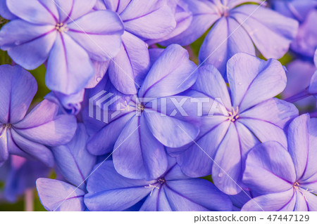 Flowers and plants of the tropics.16 Flowers and plants of the tropics.16 47447129