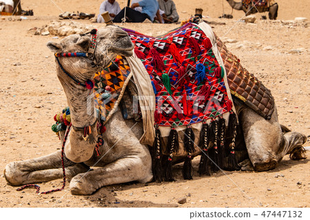camels for Tourists and guides riding on Giza plateau in the rocky desert near cairo egypt 47447132