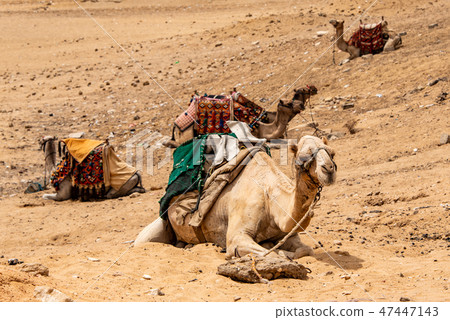 camels for Tourists and guides riding on Giza plateau in the rocky desert near cairo egypt 47447143