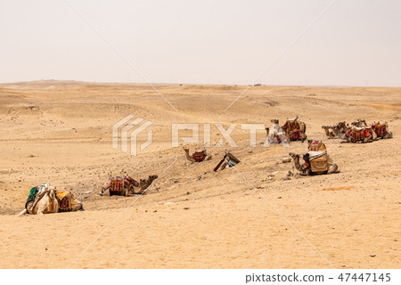 camels for Tourists and guides riding on Giza plateau in the rocky desert near cairo egypt 47447145