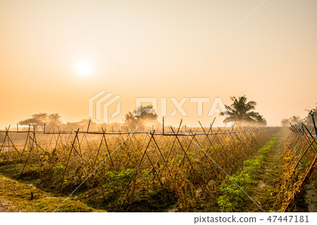 Morning in the vegetable plantation.3 Morning in the vegetable plantation.3 47447181