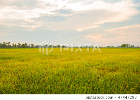Thailand is an agricultural country. Thailand is an agricultural country. 47447298