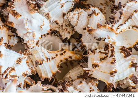 Home Decoration Items from Shell 7 47447341