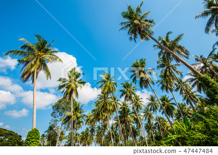 Afternoon in the garden with coconut trees.3 Afternoon in the garden with coconut trees.3 47447484