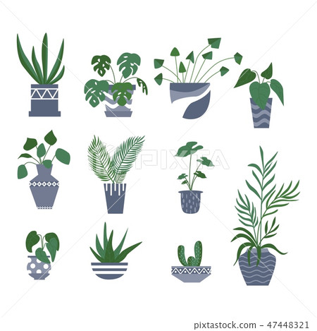 Exotic tropical houseplant in a flower pot. Exotic tropical houseplant in a flower pot. 47448321