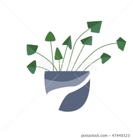 Exotic tropical houseplant in a flower pot. Exotic tropical houseplant in a flower pot. 47448323