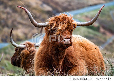 Hairy Scottish Highlander - Highland cattle - next to the road, Isle of Skye 47448617