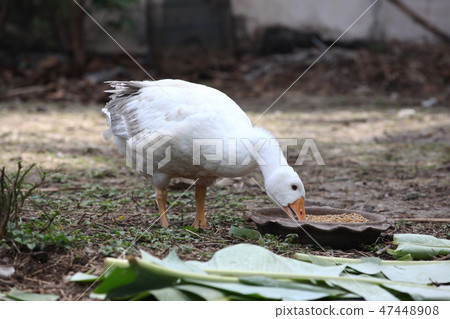 Goose eatting food in garden Goose eatting food in garden 47448908