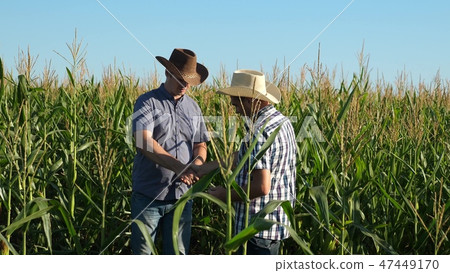 Businessmen with tablet examines their field with corn. concept of agricultural business. Farmers Businessmen with tablet examines their field with corn. concept of agricultural business. Farmers 47449170