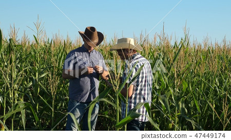 Businessmen with tablet examines their field with corn. concept of agricultural business. Farmers Businessmen with tablet examines their field with corn. concept of agricultural business. Farmers 47449174