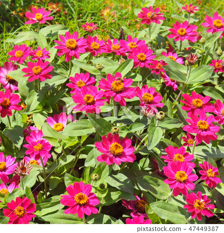 Beautiful background of bright garden flowers. 47449387