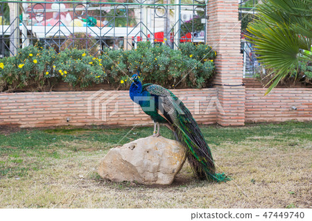 Adult male peacock with colorful and vibrant feathers, vivid blue body and green neon colored tail 47449740