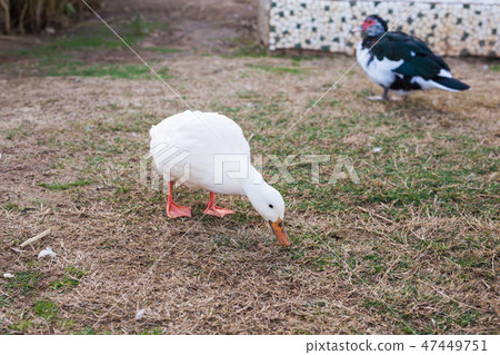 Domestic village ducks on green grass outdoors Domestic village ducks on green grass outdoors 47449751