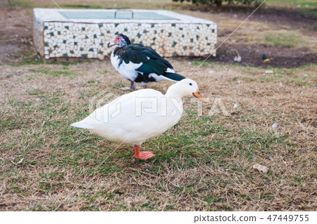 Domestic village ducks on green grass outdoors Domestic village ducks on green grass outdoors 47449755