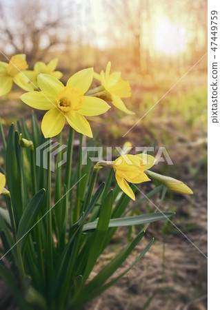 Daffodil floral spring background. Easter Spring Flowers. 47449759