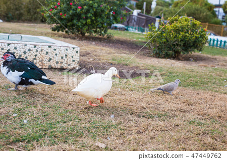 Domestic village ducks on green grass outdoors Domestic village ducks on green grass outdoors 47449762