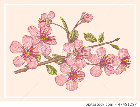 Vintage postcard with sakura. 47451257