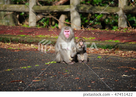 A monkey A monkey 47451422