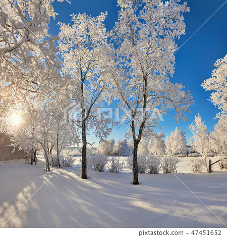 Beautiful trees in hoarfrost 47451652