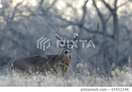 A male female appearing from a grass-plant A male female appearing from a grass-plant 47452146
