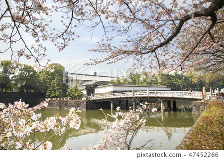 Hirakawa gate and cherry blossoms 47452266
