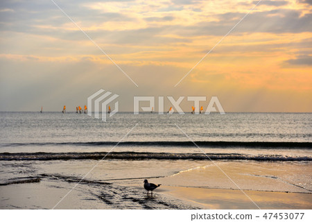 晚上風光和海鷗 47453077