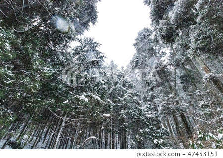 Coniferous forest Coniferous forest 47453151
