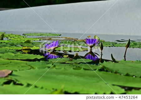 Pure water lilies in full bloom 47453264