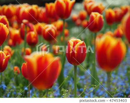Two-colored tulips in full bloom, red and yellow 47453403