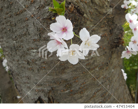 Sakura 47453404