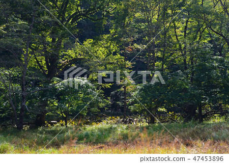 I went to Onuma Park # 36 I went to Onuma Park # 36 47453896