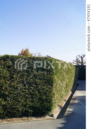Fence after pruning (Maki: Maki) Fence after pruning (Maki: Maki) 47454191